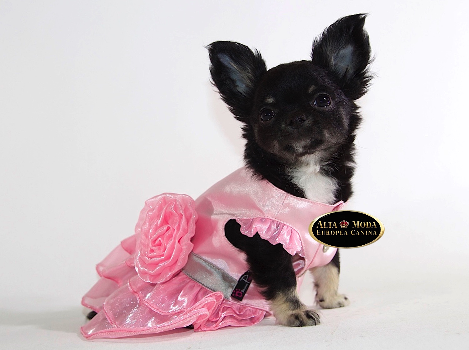 Niñas Vestidos De Perritas Chihuahua Ropa Para Perros Anelekor