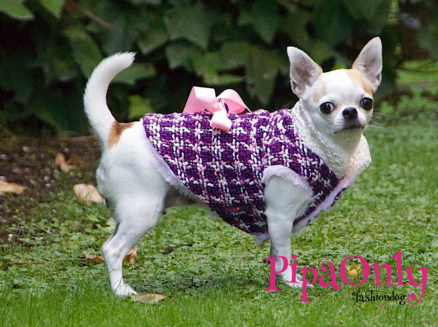 ropa-de-invierno-para-perros