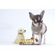 MINI HUSKY Y LABRADOR