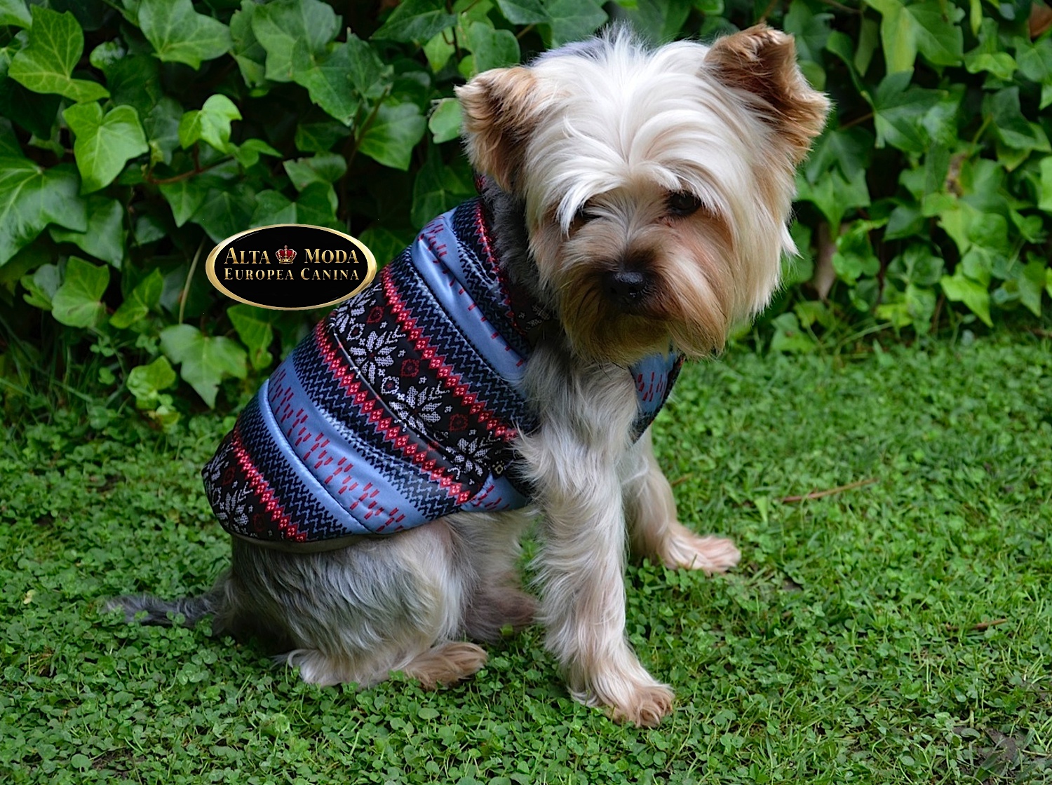 Ropa Perros Yorkshire