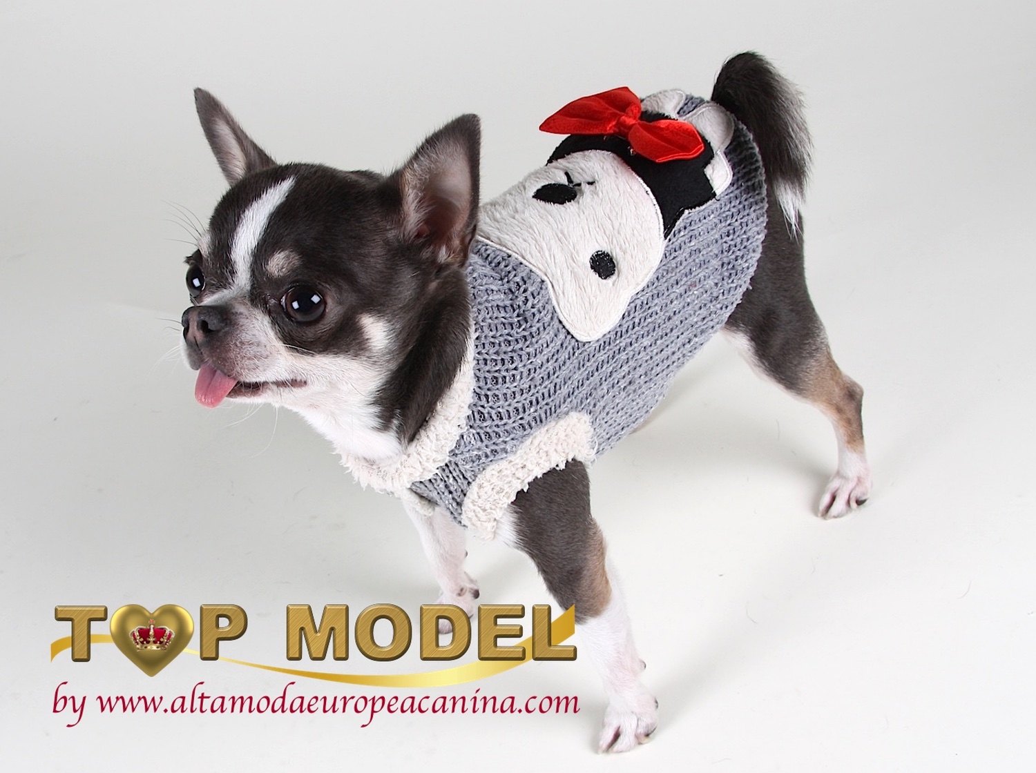 Top Models Caninos. Chihuahuas Vestidos con Nuestra Moda Canina.