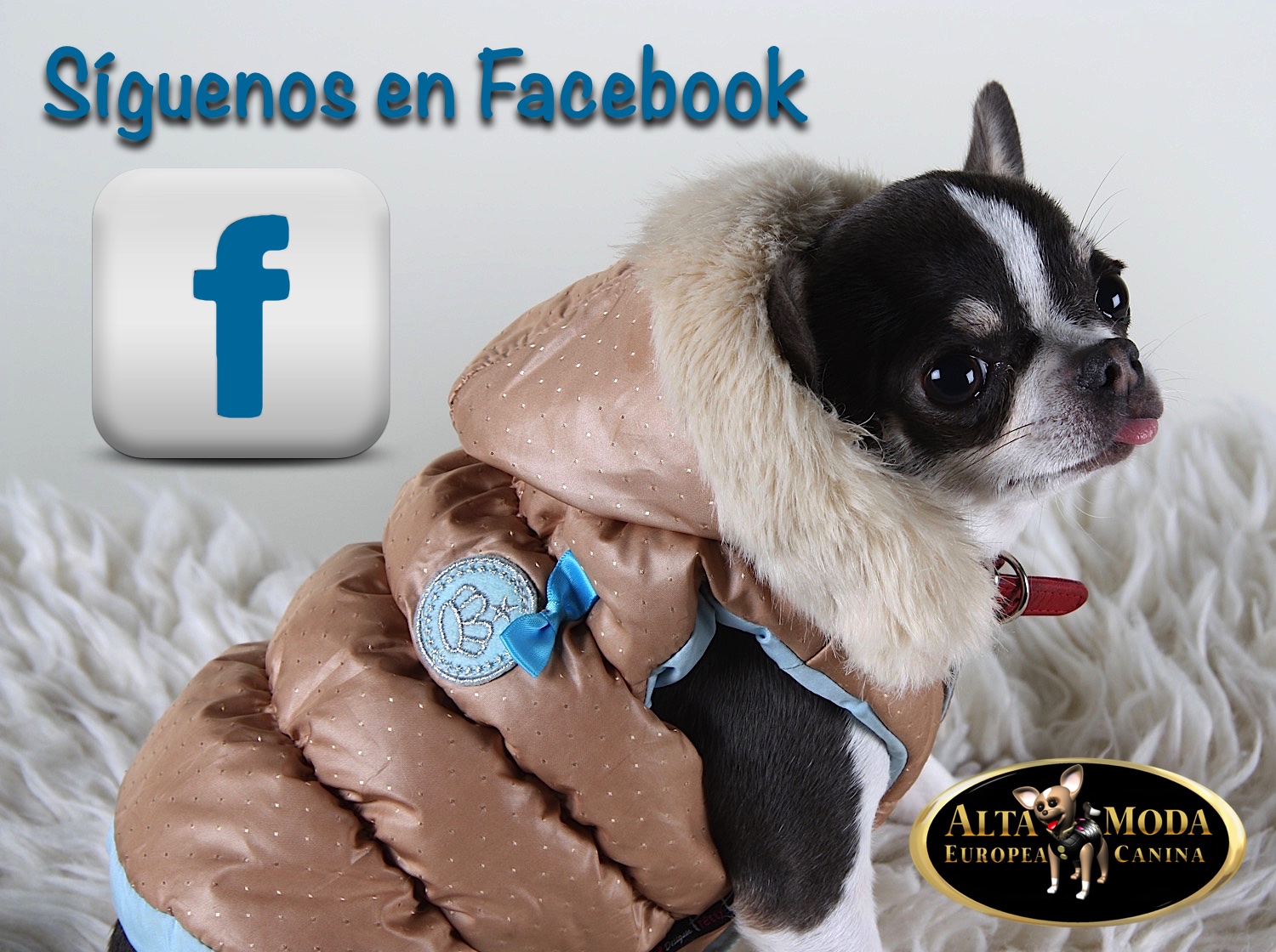 Ropa para Perros en Facebook