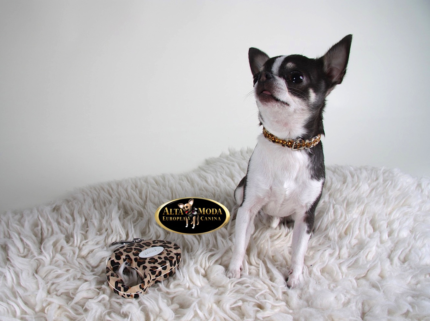 Collares y Correas para Perros