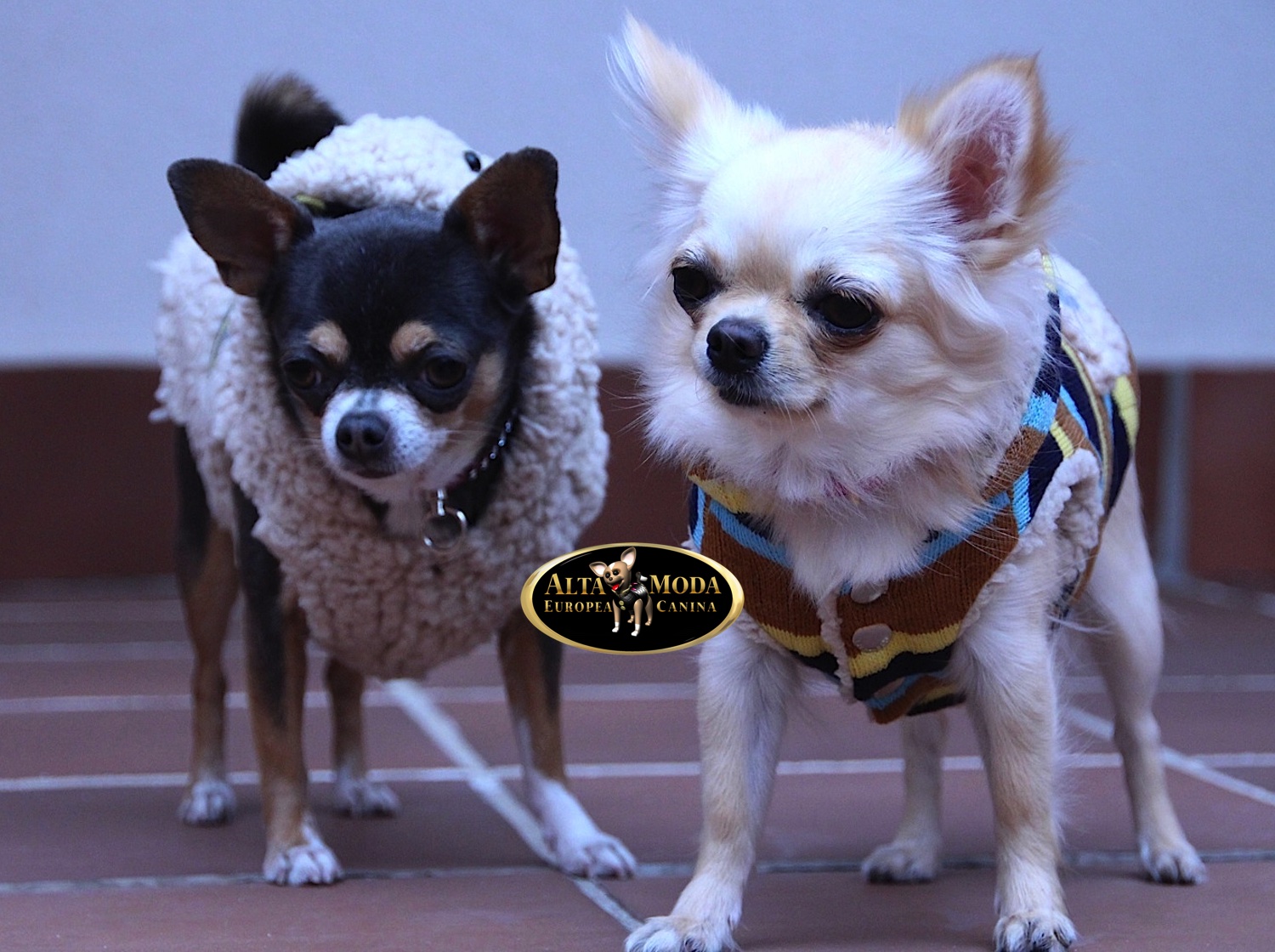 Jerseys Reversibles para Perros