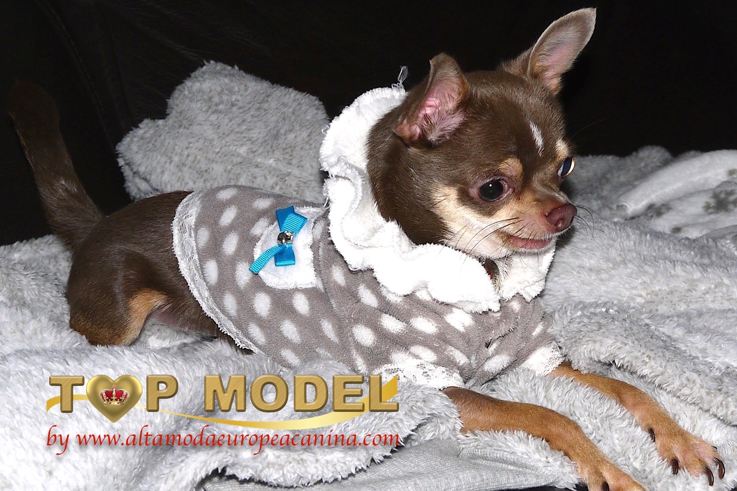 Sudaderas Perros. Top Model Canina Bella.