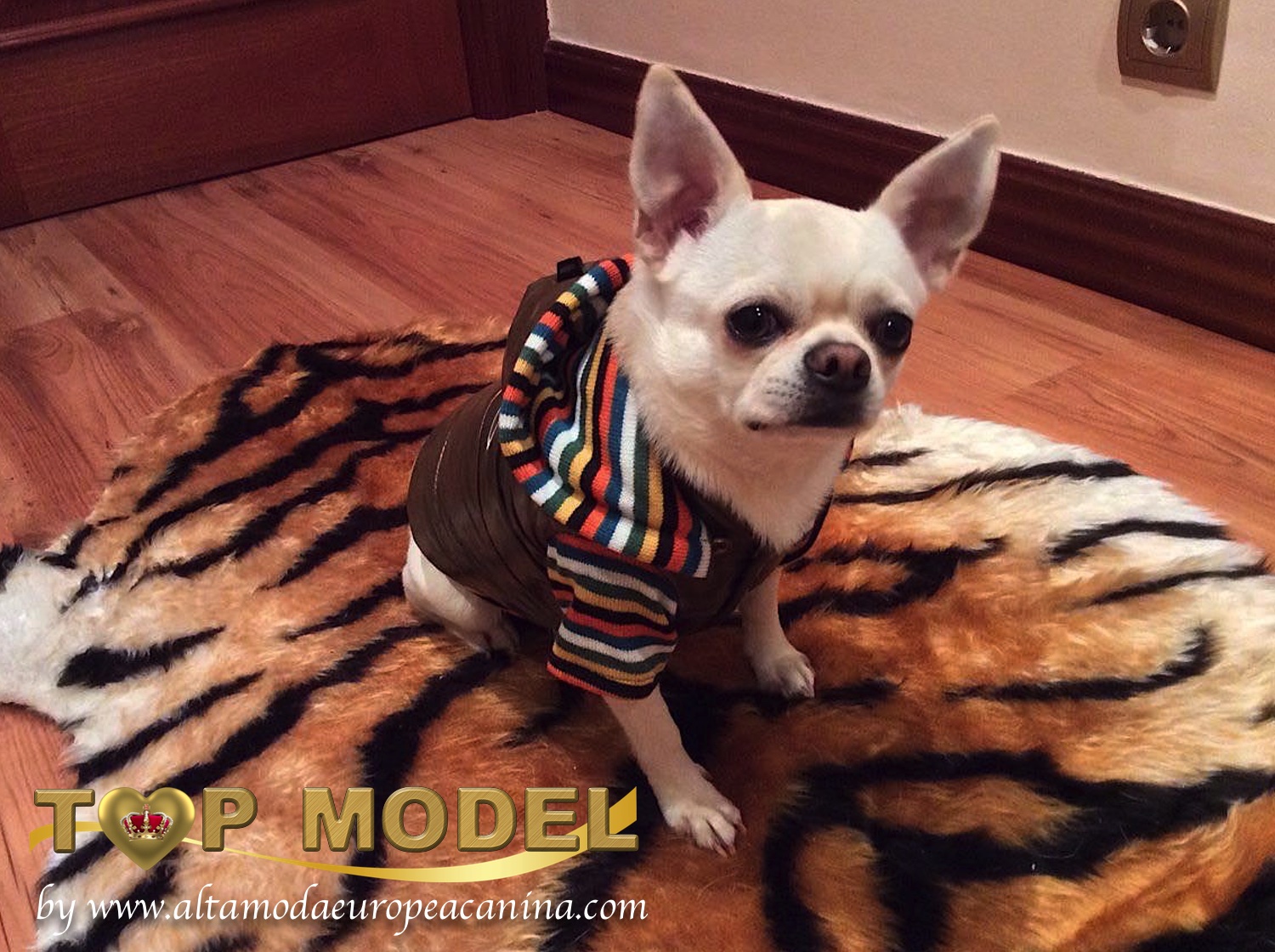 Moda Perros. Abrigos para Top Models Caninos.