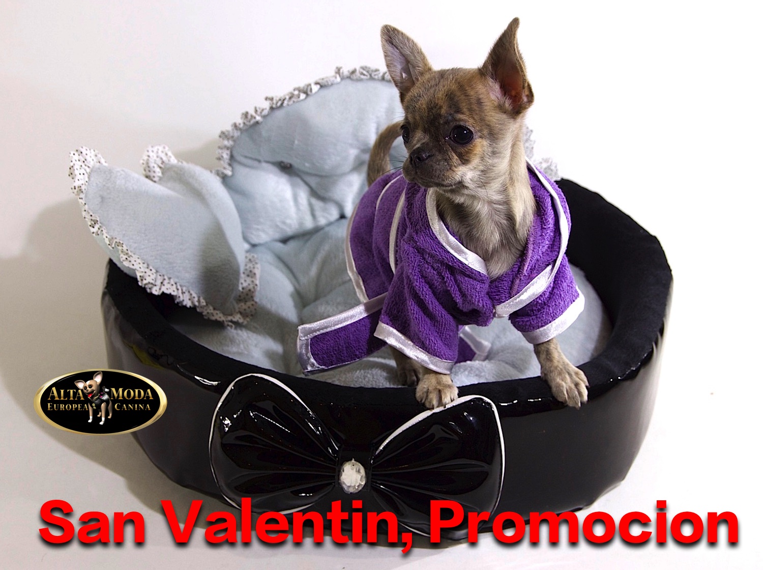 Ultimo Día Oferta Especial Moda Canina