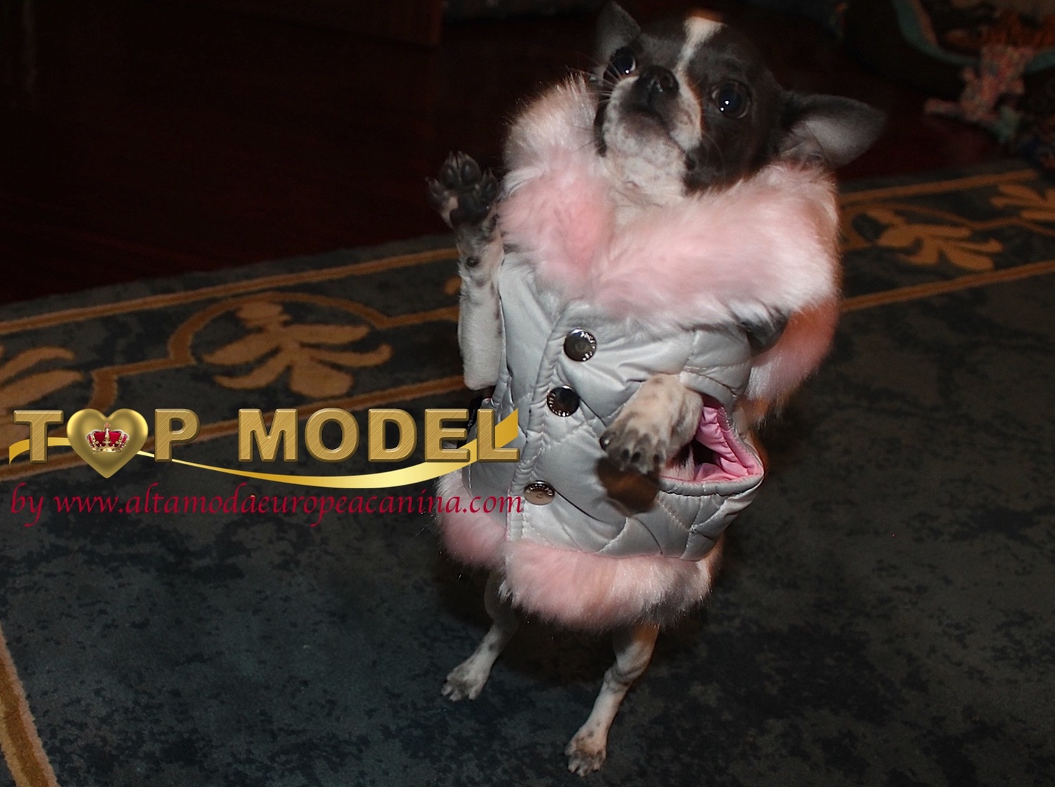 Ropa de Abrigo Perros. Top Models Caninos Online.