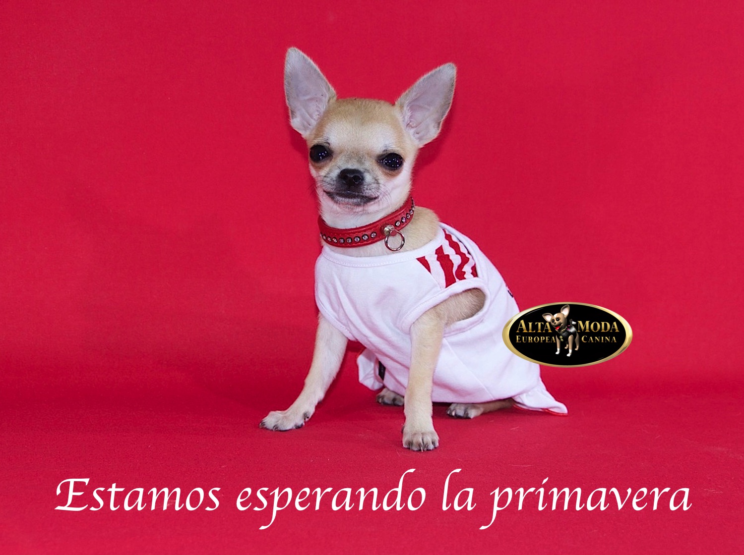 Ropa Primavera Perros