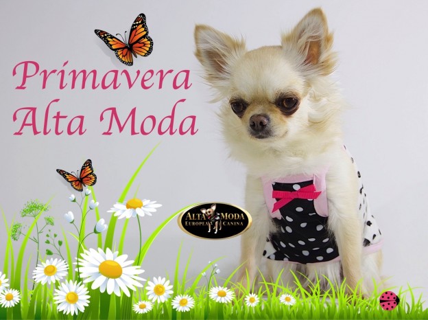 primavera_ropa_perros