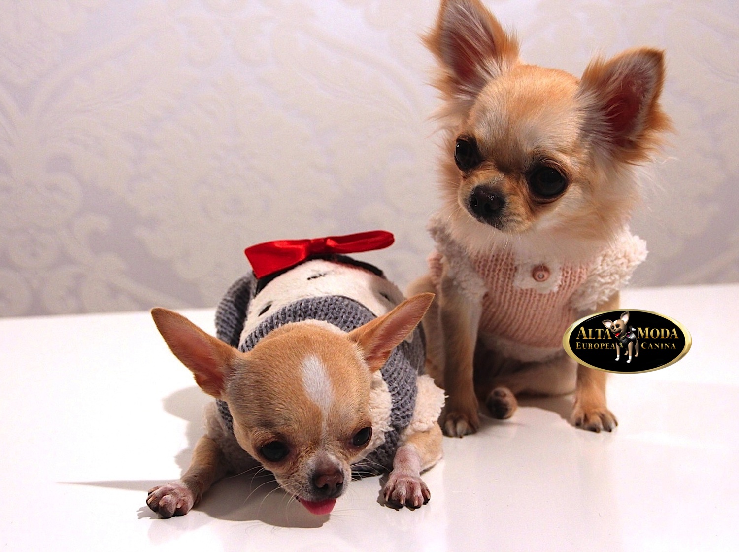 Ropa de Abrigo para Perros