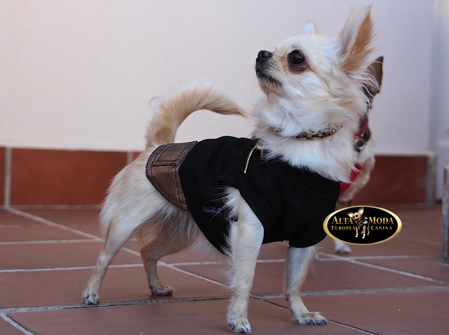 Ropa Canina en Promoción