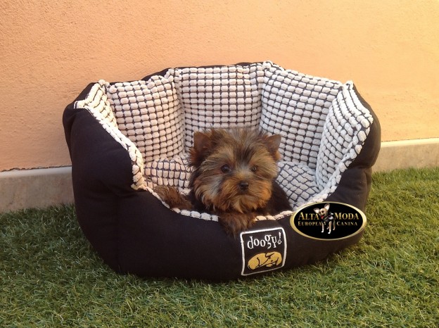 articulos_para_perros_pequeños