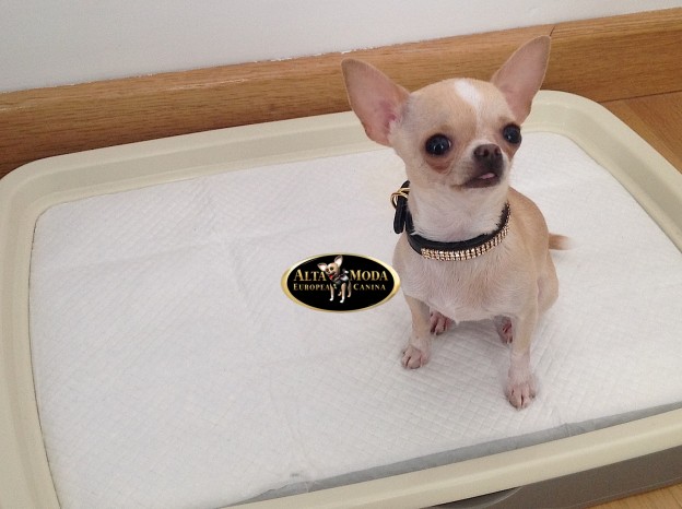 bandeja_educadora_perros