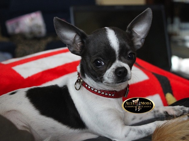 collar_swarovski_rojo_perros