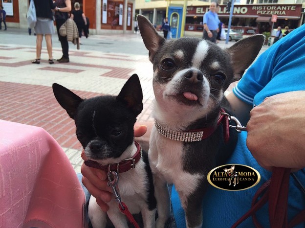 collares_perros-cristales_swarovski