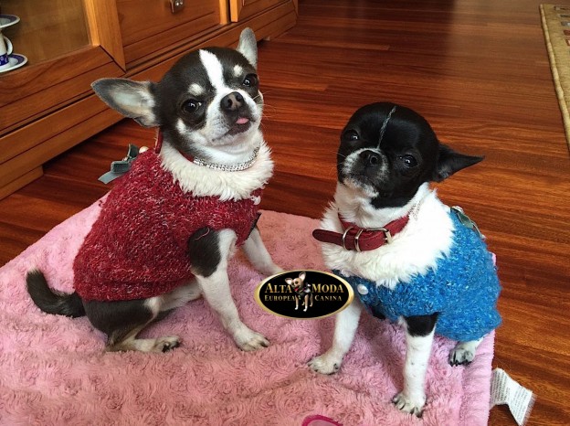 jerseis_entretiempo-perros