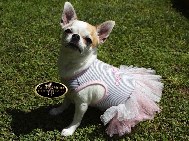 primavera_verano_moda_canina