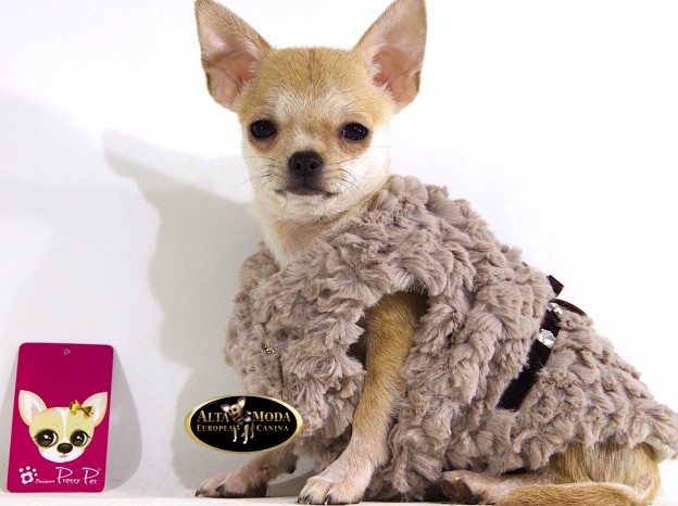 ropa_perros_pretty_pet