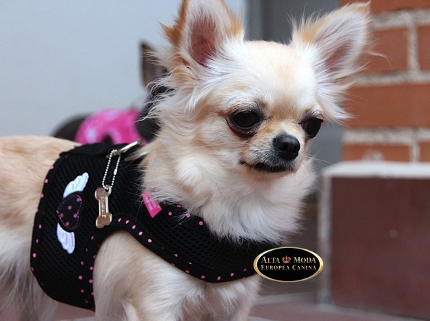 arneses_verano_perros