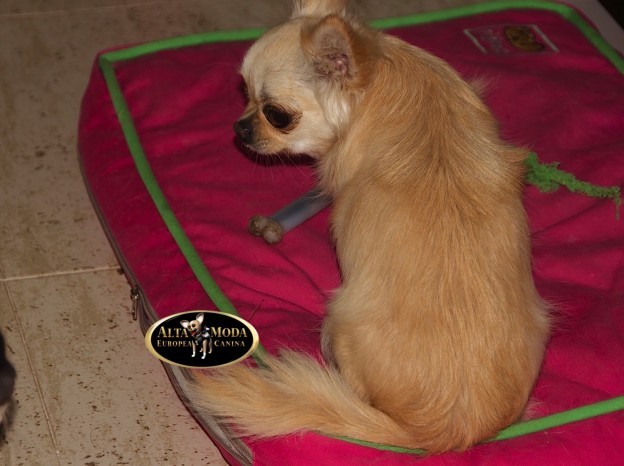 colchones_descanso_perros