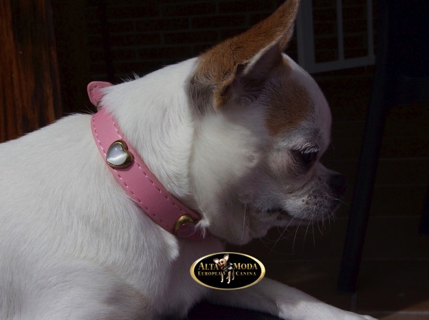 collar_exclusivo_piel_perros