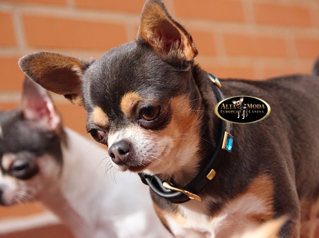 collares_perros-swarovski_rhinestone