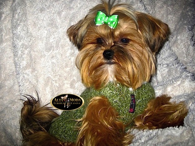 comprar_ropa_para_perros