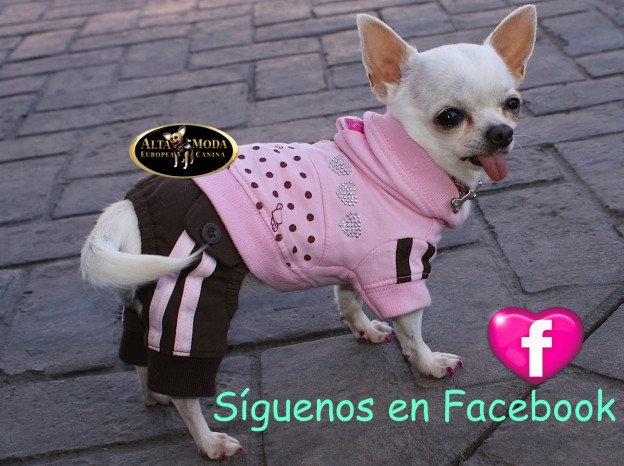 facebook_moda-canina