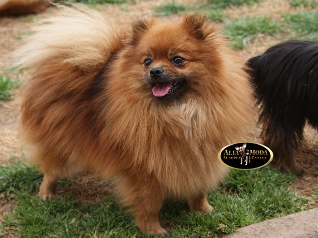 higiene_y_belleza_perros