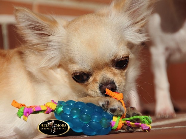 juguetes_perros_entretener