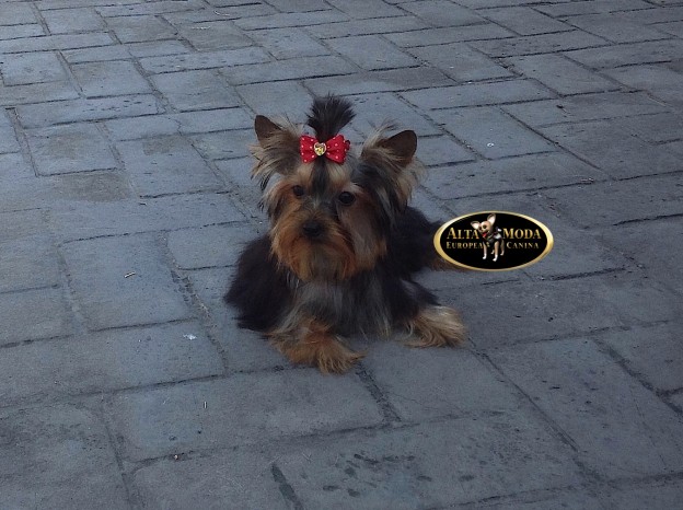 lazos_yorkshire_terrier