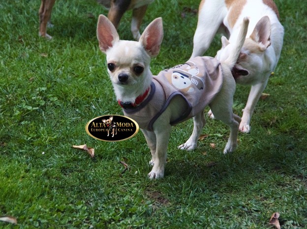 ropa_de_primavera_perros