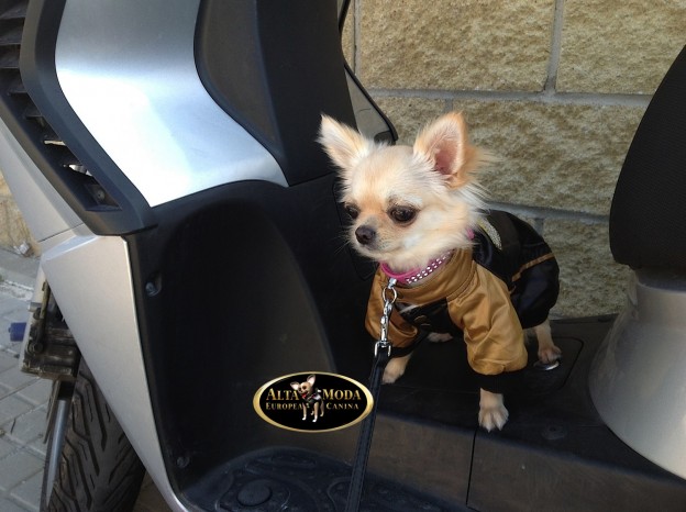 ropa_ligera-para-perros