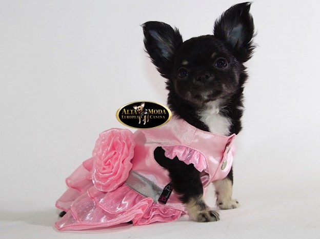 vestidos_celebraciones_perros