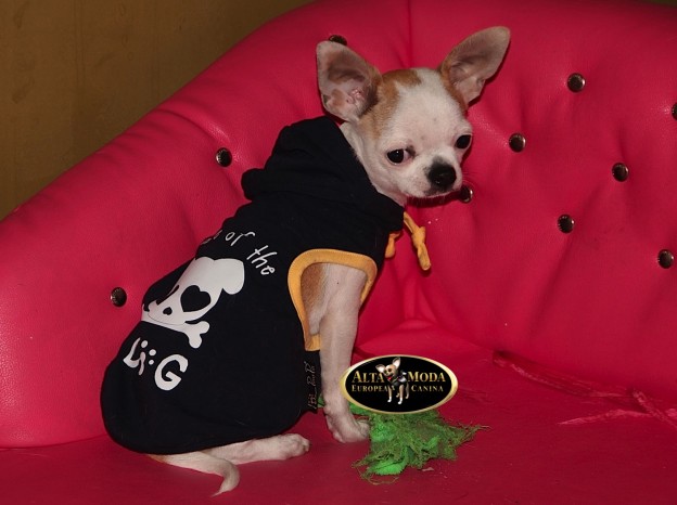 camisetas_chihuahuas