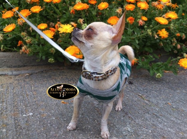 inteligencia_chihuahuas