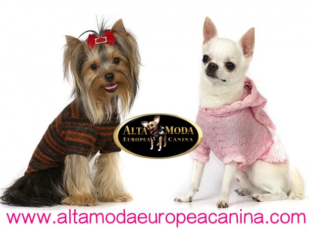 fashion_dog_wholesale