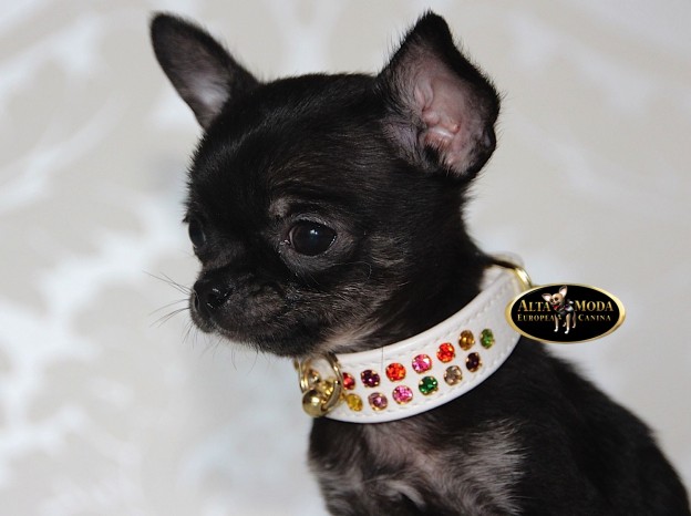 collares_perros_pequenos