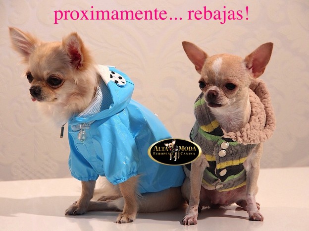 rebajas_ropa_perros