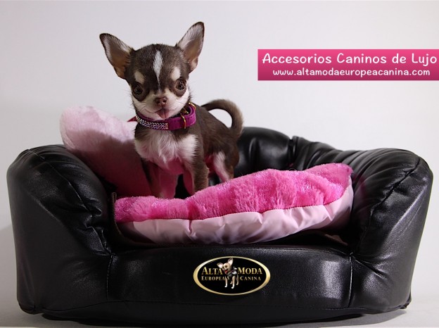 accesorios caninos de lujo