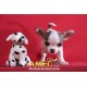 MINI DALMATA Y COCKER