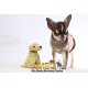 HUSHKIES PLUSH LABRADOR