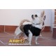 TANK TOP AND SKIRT DOG