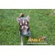 CAMISETA TOP DOG CROWN