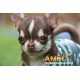 CAMISETA TOP DOG CROWN