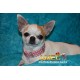 DOG COLLAR EXTENSIBLE