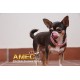 DOG COLLAR EXTENSIBLE